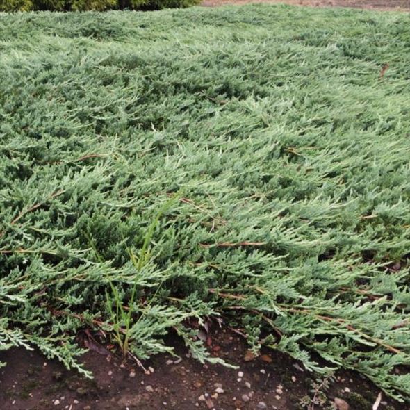 常緑・這性（はいせい）コニファー ウィルトニー 5号×3鉢セット ※お