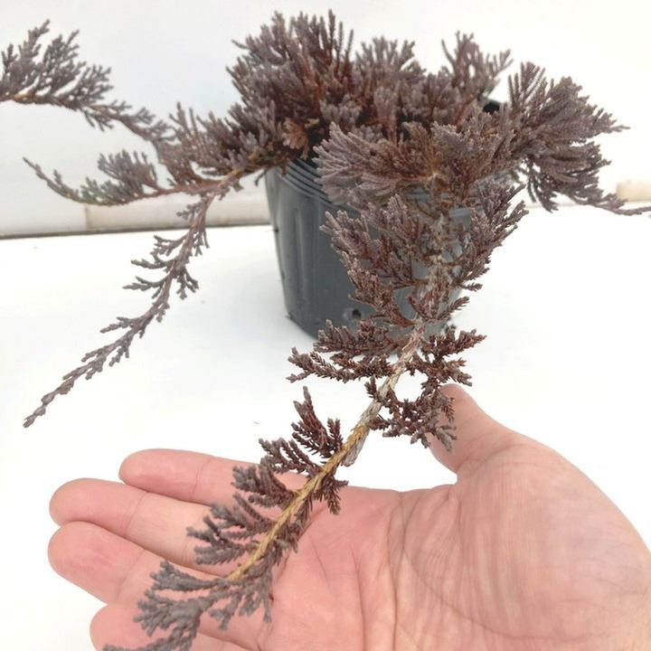 常緑・這性（はいせい）コニファー ウィルトニー 5号×3鉢セット ※お