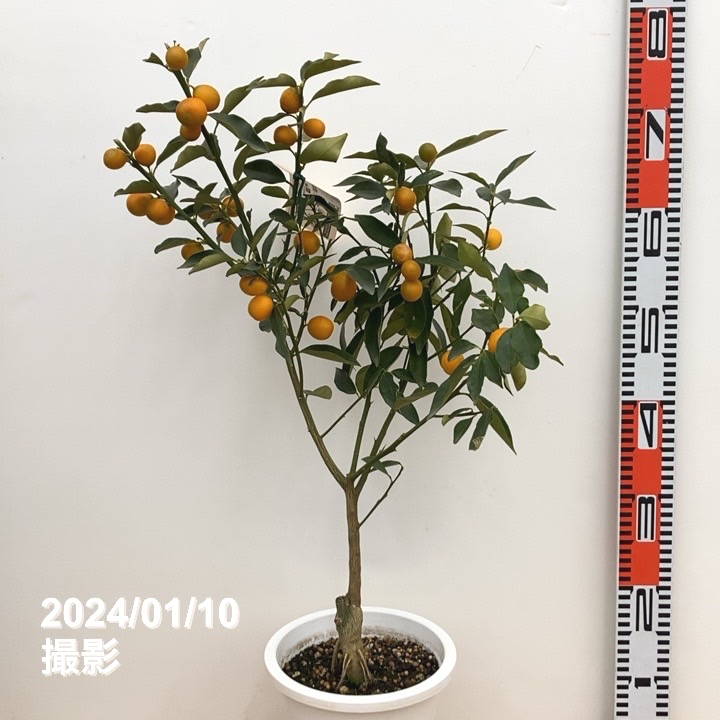 実付き＞キンカン 6号｜果樹10-TU | 果樹,柑橘 | 赤塚植物園オンライン