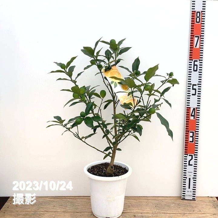 金柑の葉　確認用 Amazon.co.jp: きんかん 苗木 ぷちまる金柑 選抜系 15cm