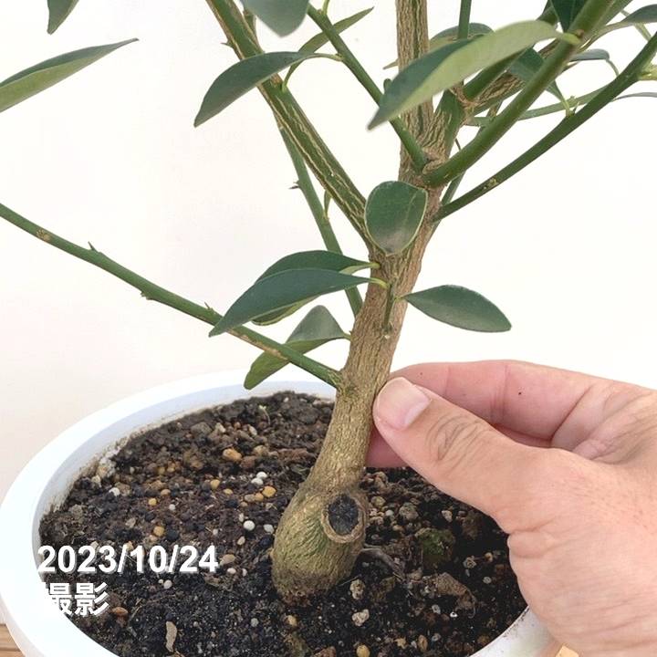 実付き＞キンカン 6号｜果樹10-TU | 果樹,柑橘 | 赤塚植物園オンライン