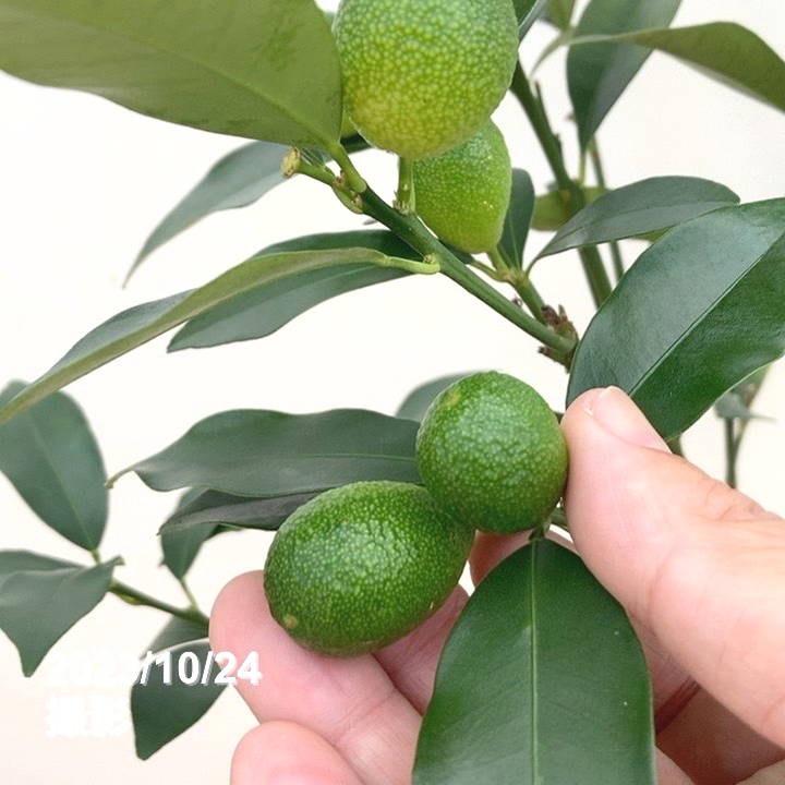 実付き＞キンカン 6号｜果樹10-TU | 果樹,柑橘 | 赤塚植物園