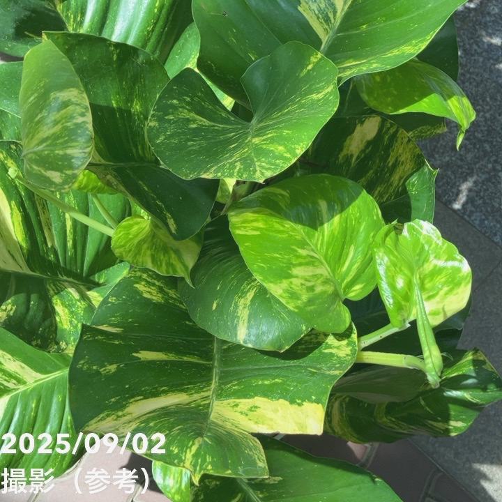 ポトス グランデ 7号｜観葉04-PA | 観葉・多肉,ポトス | 赤塚植物園