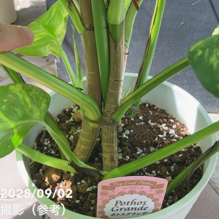 ［現品］【希少】※売約済※ 1番　ポトス　グランデ　7号　大型　レア 現品］【希少】☆初入荷☆ 20番 ポトス グランデ 7号 観葉植物