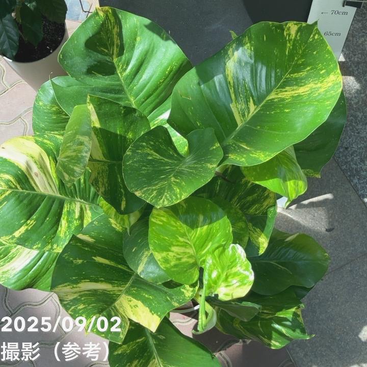 ポトス　グランデ 楽天市場】ポトス（グランデ） 7号 白色 プラスチック鉢 Pothos