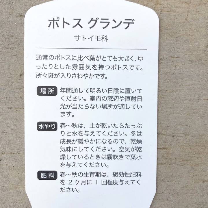 観葉植物 ポトス グランデ 今週土日1000円引き
