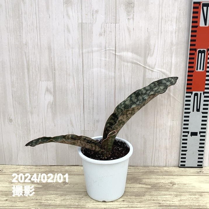 サンスベリア Sansevieria Mingmanee v B Yahoo!オークション - サンセベリア Sansevieria Ming manee
