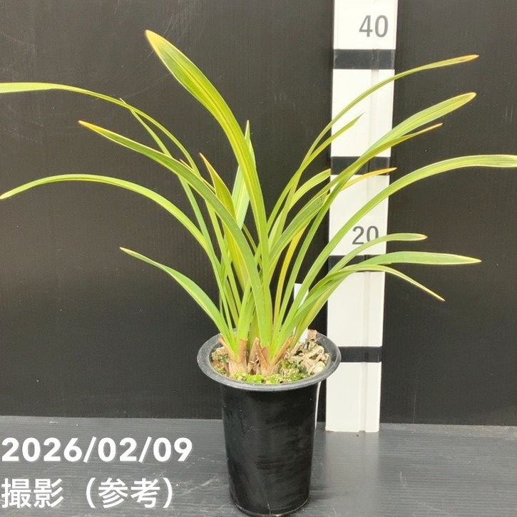 花芽2個付き＞キンリョウヘン 4号（常盤錦）｜ミツバチ蘭｜洋蘭10-TU