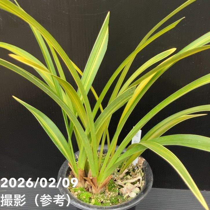 花芽2個付き＞キンリョウヘン 4号（常盤錦）｜ミツバチ蘭｜洋蘭10-TU