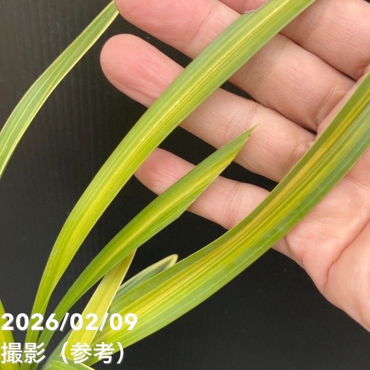 花芽2個付き＞キンリョウヘン 4号（常盤錦）｜ミツバチ蘭｜洋蘭10-TU