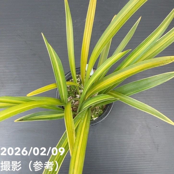 花芽2個付き＞キンリョウヘン 4号（常盤錦）｜ミツバチ蘭｜洋蘭10-TU