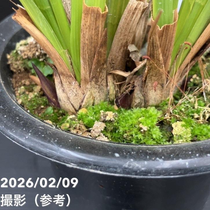 花芽2個付き＞キンリョウヘン 4号（常盤錦）｜ミツバチ蘭｜洋蘭10-TU