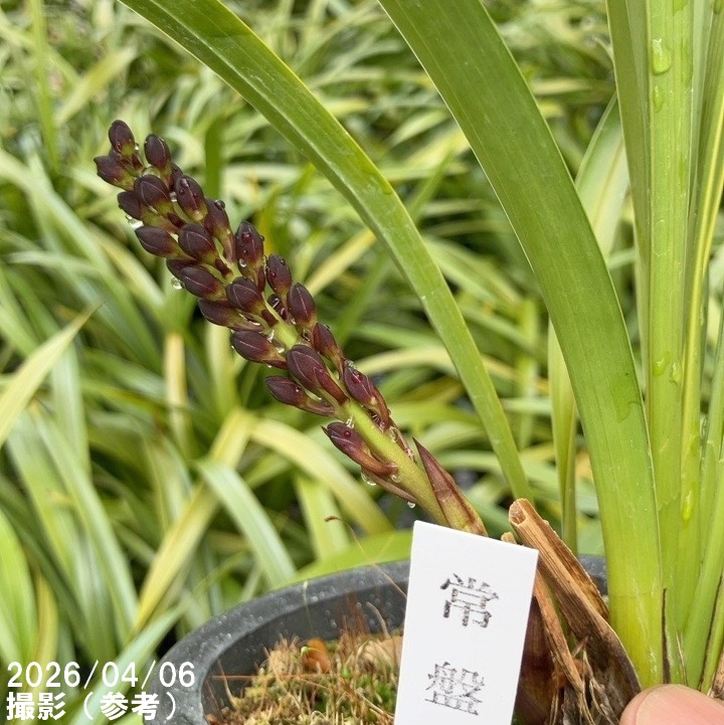 花芽2個付き＞キンリョウヘン 4号（常盤錦）｜ミツバチ蘭｜洋蘭10-TU
