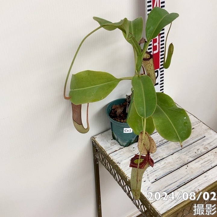 現品お届け】食虫植物 ウツボカズラ N.（sibuyanansins x