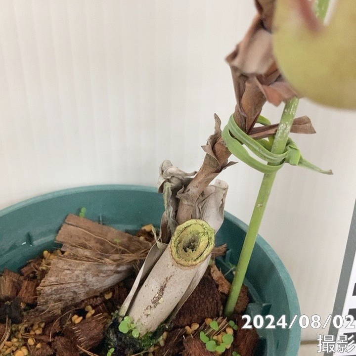 現品お届け】食虫植物 ウツボカズラ N.（sibuyanansins x maxima(1