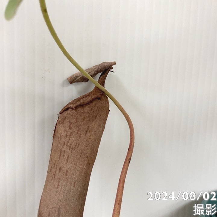 現品お届け】食虫植物 ウツボカズラ N.（sibuyanansins x maxima(1