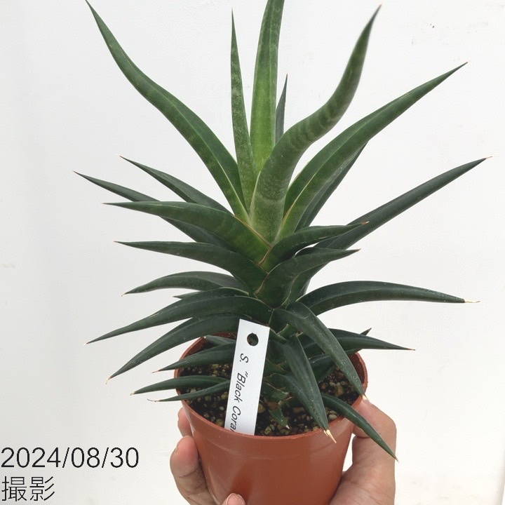 現品お届け】サンスベリア 3.5号 ブラックコーラル プラ鉢仕様（S80