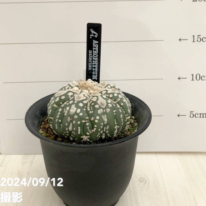決算P5倍！10%OFF！8/2まで】【現品お届け】アストロフィツム スーパー