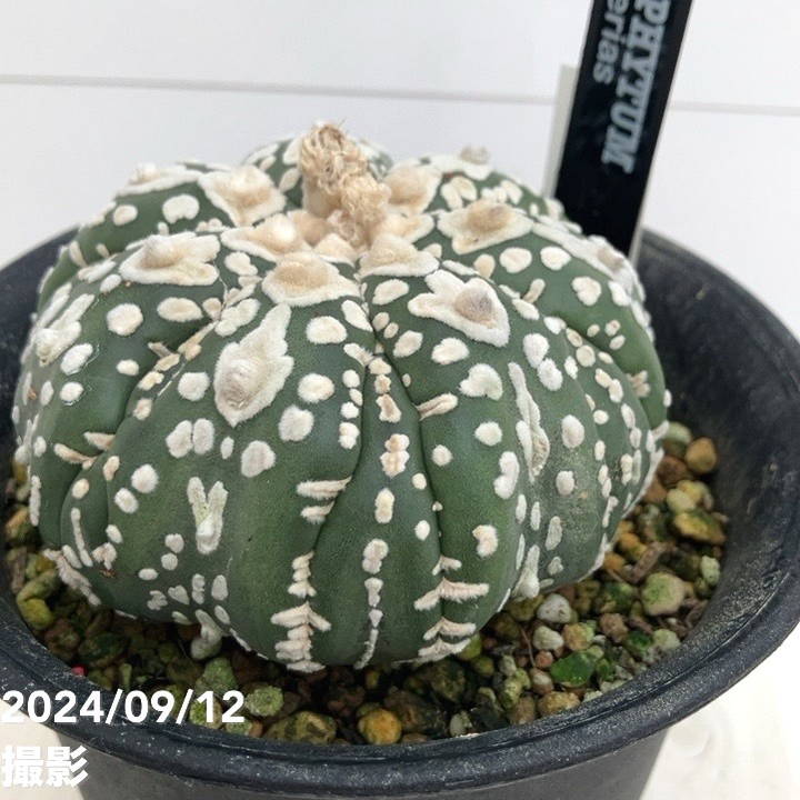 現品お届け】アストロフィツム スーパーカブト 4号（4）｜観葉01-D1