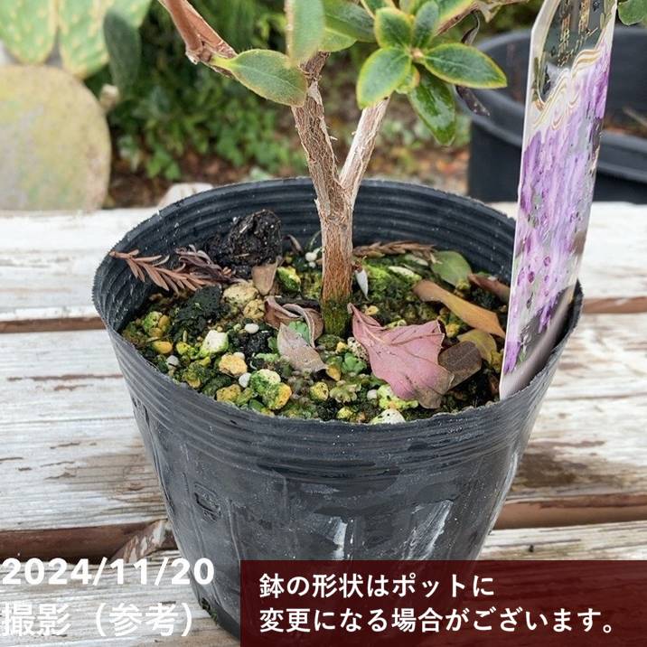 ブルーツツジ 常緑ロードデンドロン 黒潮 5号｜花木04-PA | 花木・庭木