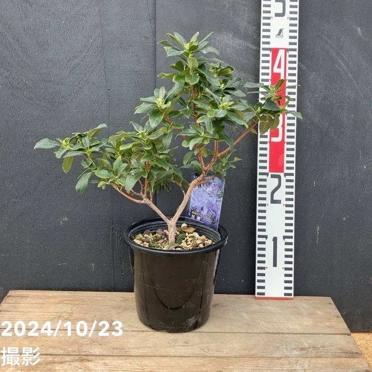 Nページ緑檀　如意　クシ　赤い房付き　① Amazon.co.jp: 暗記下敷き b5 赤緑 セット : 文房具・オフィス用品