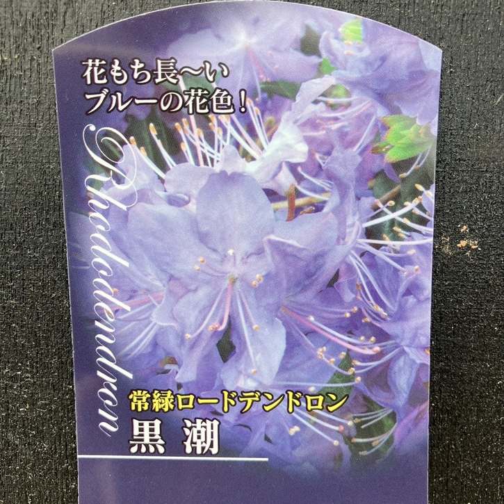 ブルーツツジ 常緑ロードデンドロン 黒潮 5号｜花木04-PA | 花木・庭木