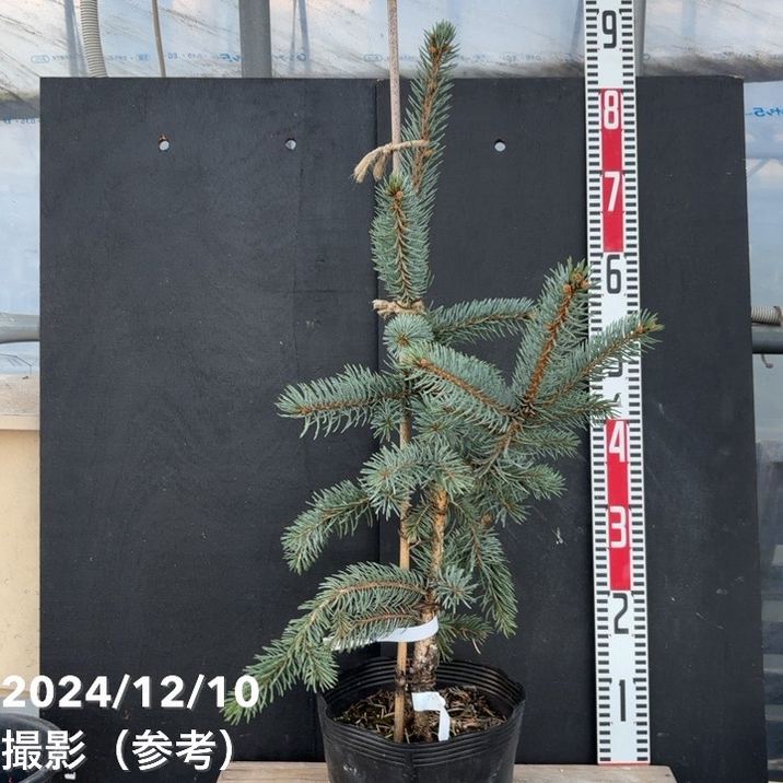 現品お届け】ピセア プンゲンス ホプシー 7号（8）｜花木04-PA | 花木