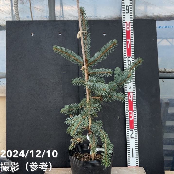 プンゲンストウヒ ホプシー ポット苗木 新緑♡ プンゲンストウヒ