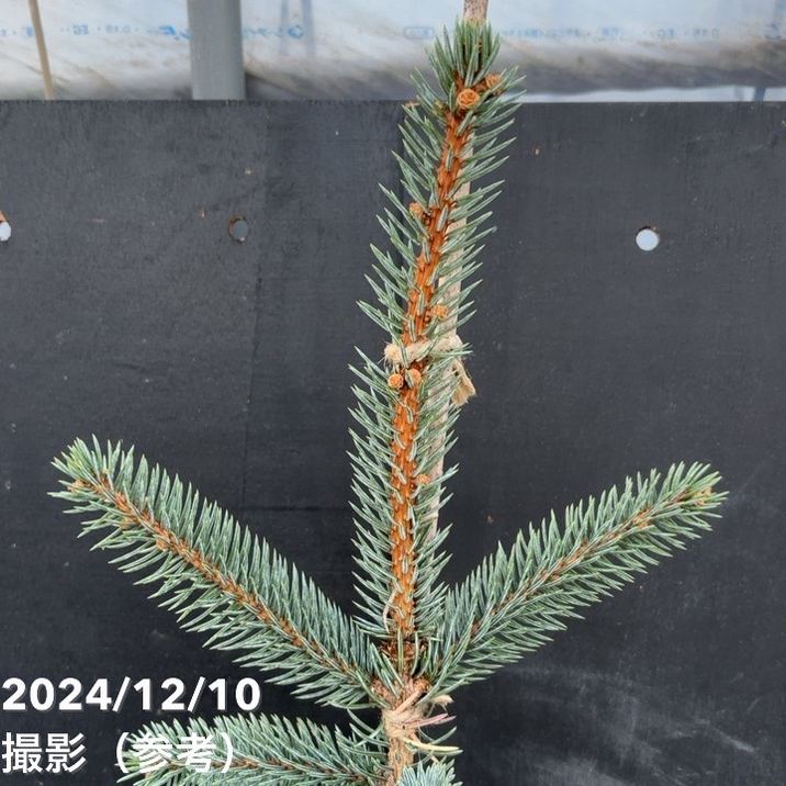 現品お届け】ピセア プンゲンス ホプシー 7号（8）｜花木04-PA | 花木