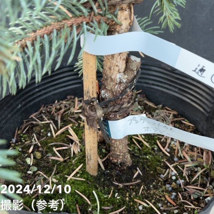 現品お届け】ピセア プンゲンス ホプシー 7号（8）｜花木04-PA | 花木