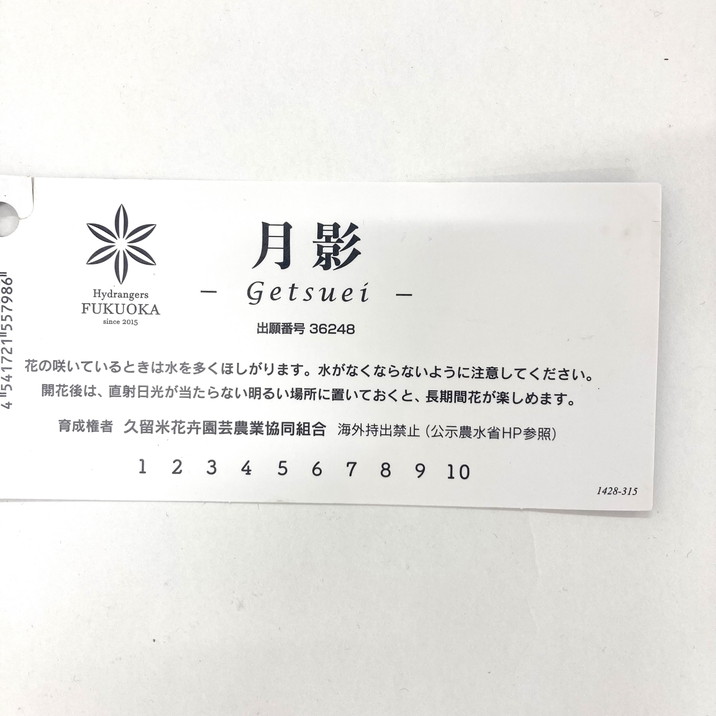 母の日ギフト2025 アジサイ 月影 ゲツエイ（ピンク） 5号｜鉢花10-TU