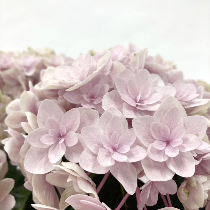 月が注ぐ花 花鳥風月S｜ トーヨーキッチンスタイル公式オンラインショップ