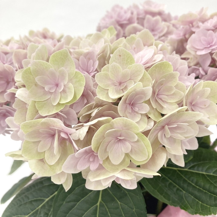 母の日ギフト2025 アジサイ 月影 ゲツエイ（ピンク） 5号｜鉢花10-TU