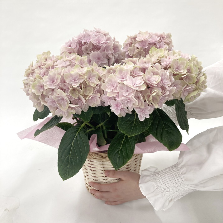 母の日ギフト2025 アジサイ 月影 ゲツエイ（ピンク） 5号｜鉢花10-TU