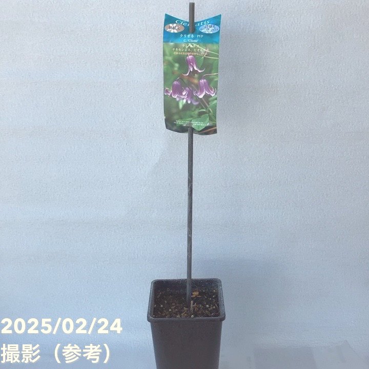 クレマチス　クリオネ　正規品　 ラベル付き　大苗 充実の根。鉢ごと発送 クレマチス テキセンシス ビオルナ系 クリオネ 4.5号｜草花04-PA
