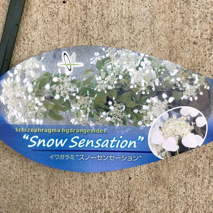 イワガラミ スノーセンセーション 4号｜花木04-PA | 花木・庭木
