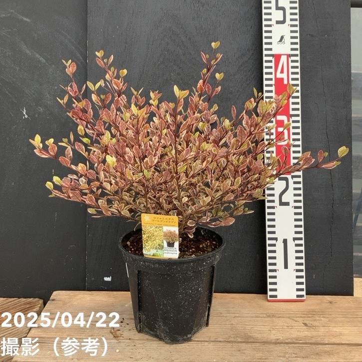 ロフォミルタス ゴールデンドラゴン 5号｜花木04-PA | 花木・庭木