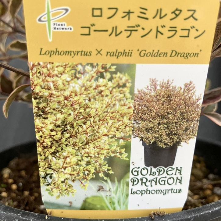 ロフォミルタス ゴールデンドラゴン 5号｜花木04-PA | 花木・庭木