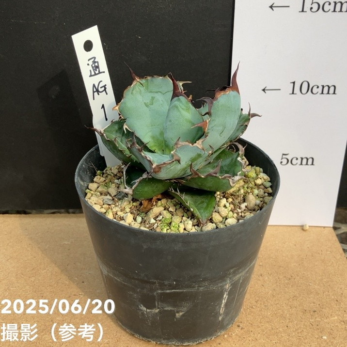 カッコいい！現品お届け】アガベ 3.5号 チタノタ ブラックアンドブルー