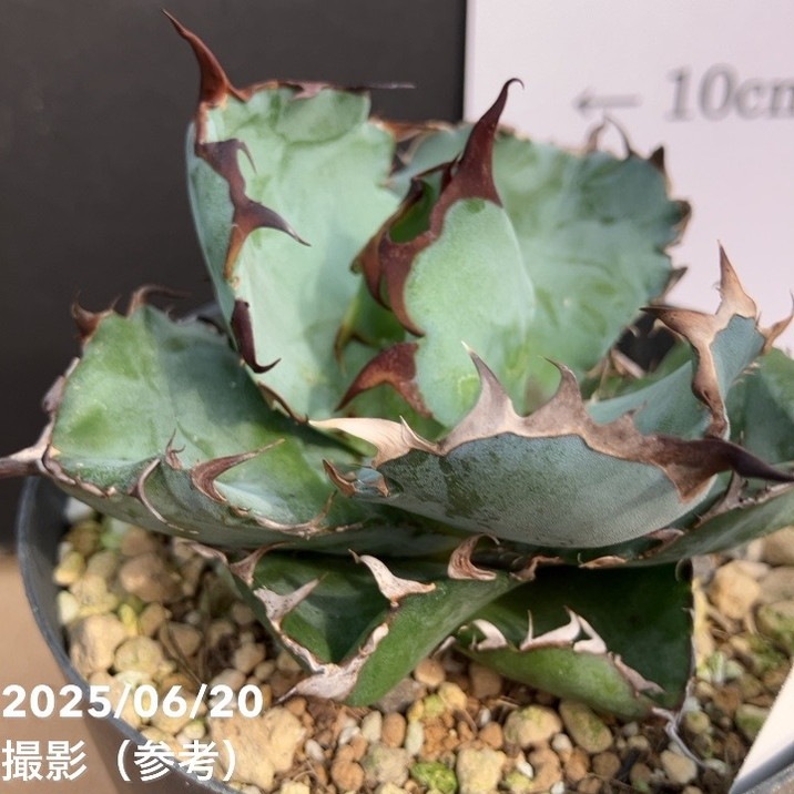 カッコいい！現品お届け】アガベ 3.5号 チタノタ ブラックアンドブルー