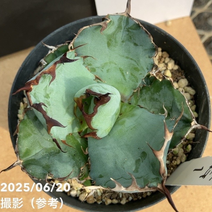 カッコいい！現品お届け】アガベ 3.5号 チタノタ ブラックアンドブルー