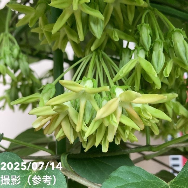 イエライシャン（夜来香）6号 行燈仕立て｜草花04-PA | 草花 | 赤塚