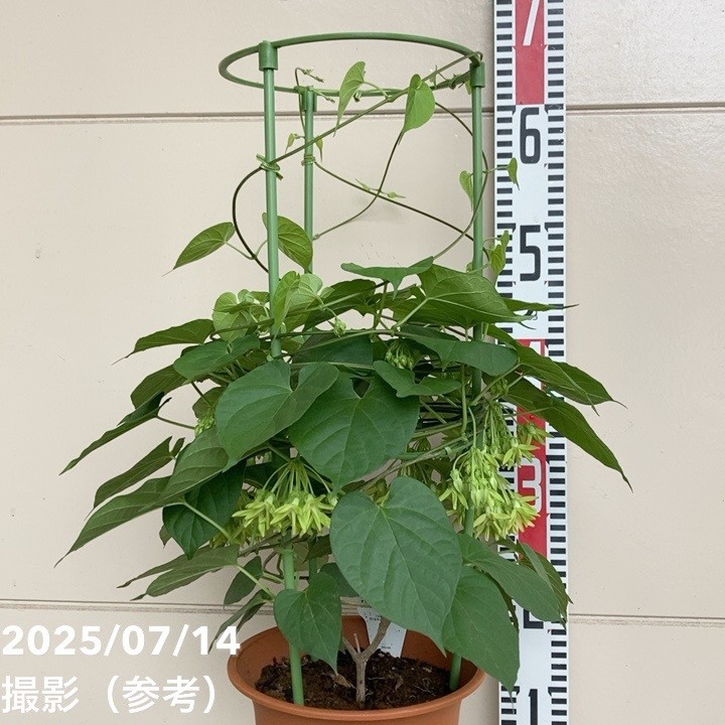 イエライシャン（夜来香）6号 行燈仕立て｜草花04-PA | 草花 | 赤塚