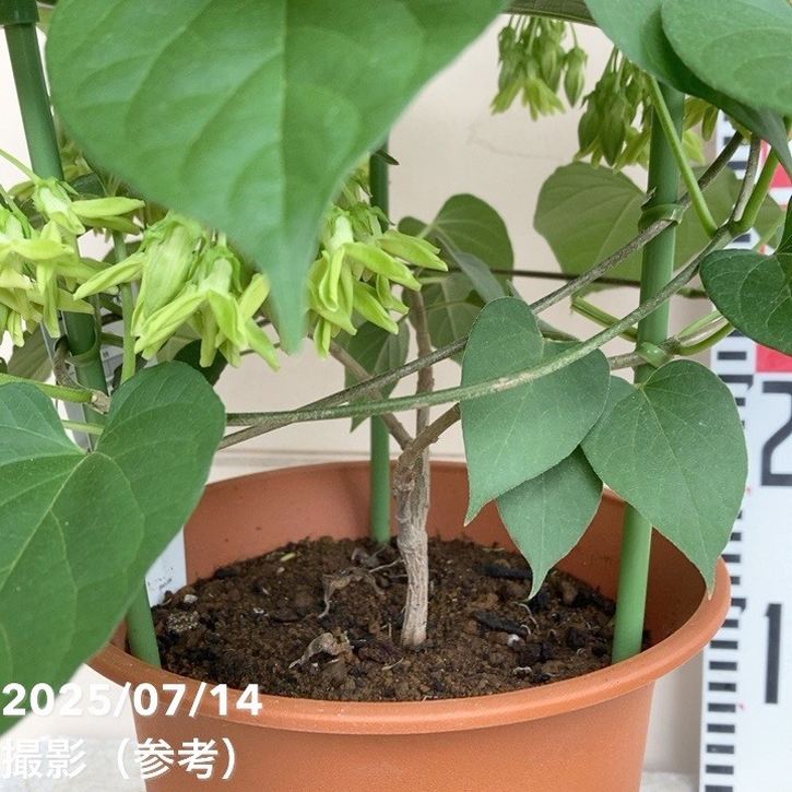 イエライシャン(夜来香）行燈仕立て心を静める不思議な香り 植物香水や食用 宅急便 以花伝心 夜来香 – 香彩堂WEBショップ