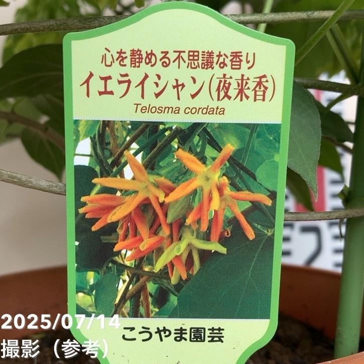 イエライシャン（夜来香）6号 行燈仕立て｜草花04-PA | 草花 | 赤塚