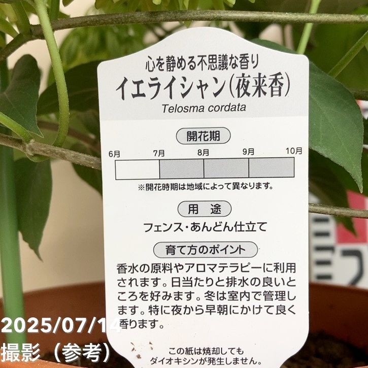イエライシャン（夜来香）6号 行燈仕立て｜草花04-PA | 草花 | 赤塚
