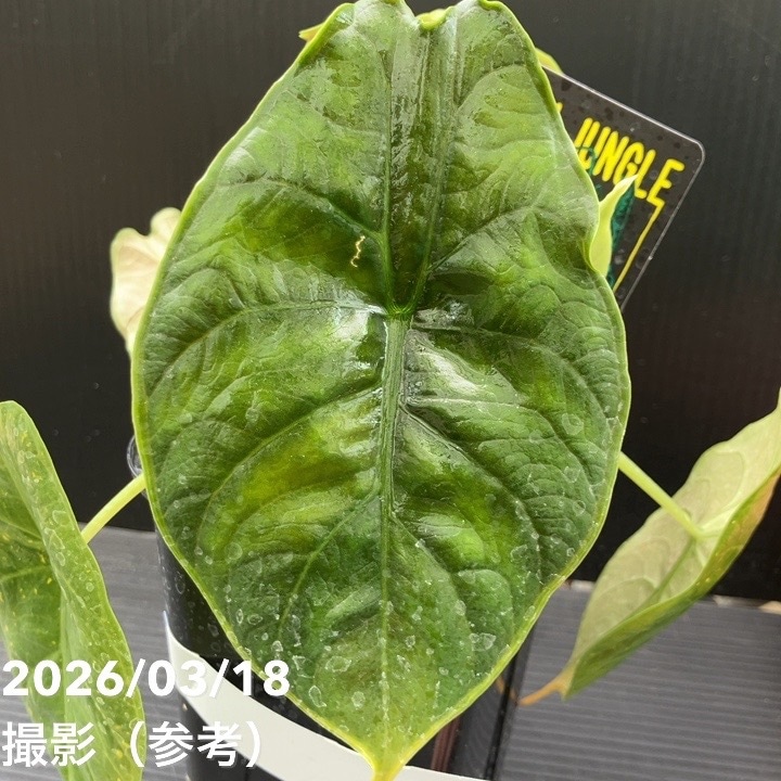 現品お届け】アロカシア グリーンユニコーン Alocasia cv Green Unicon