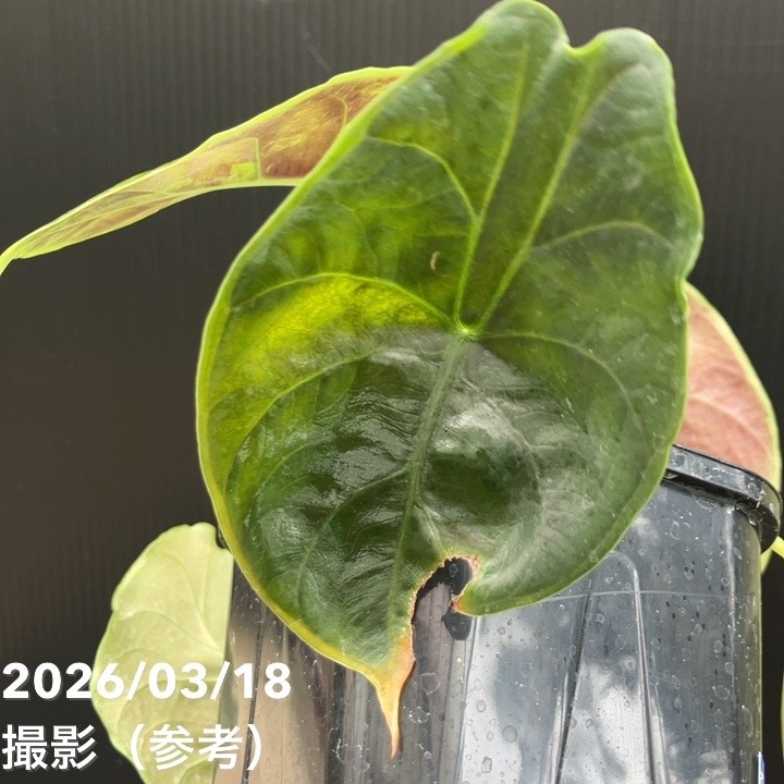 現品お届け】アロカシア グリーンユニコーン Alocasia cv Green Unicon