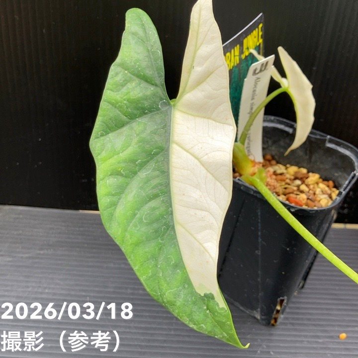 現品お届け】アロカシア グリーンユニコーン Alocasia cv Green Unicon