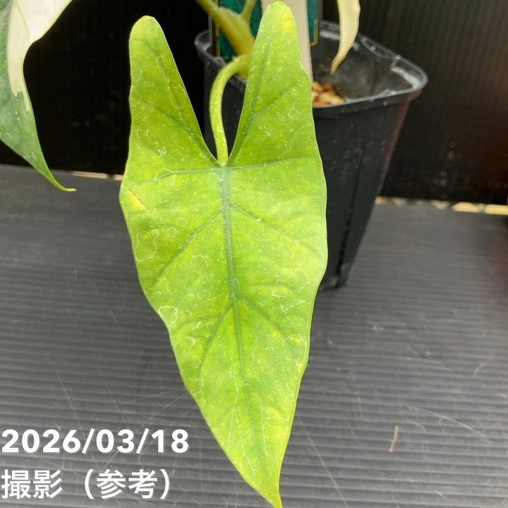 現品お届け】アロカシア グリーンユニコーン Alocasia cv Green Unicon